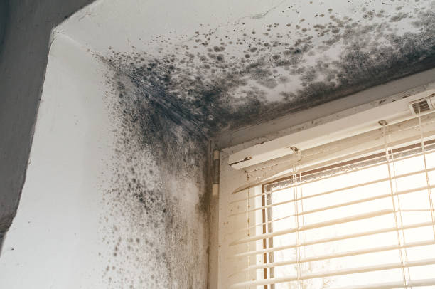 Affordable Mold Cleanup solutions in Holly Springs, GA
